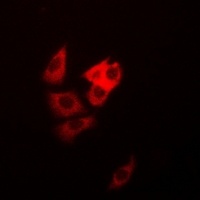 DAP Antibody