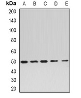 EEF1A2 Rabbit Polyclonal Antibody