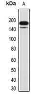 G9A Antibody