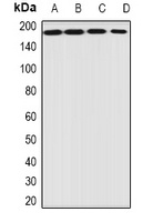 EIF3A Rabbit Polyclonal Antibody