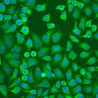 Anti-EIF3A Antibody