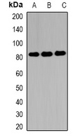 EIF4B Rabbit Polyclonal Antibody