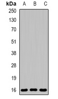 EVA1A Antibody