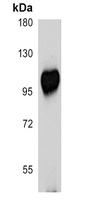 EZH2 antibody