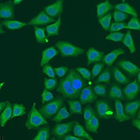 Anti-FKBP2 Antibody