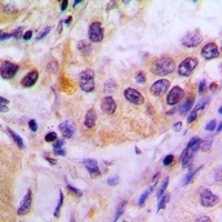 Anti-FKBP4 Antibody