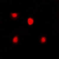 Anti-FKBP4 Antibody
