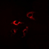 Anti-FKBP8 Antibody