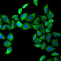 FMO3 antibody