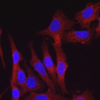 Anti-FURIN Antibody