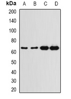G6PD Antibody