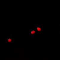Anti-GADD45 alpha Antibody