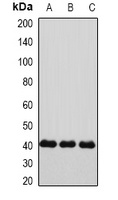 Connexin 40 Rabbit Polyclonal Antibody