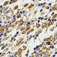 Anti-Glutaredoxin Antibody