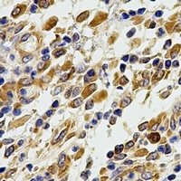 GLRX antibody