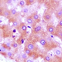 GNA11 antibody