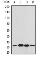 RACK1 Antibody