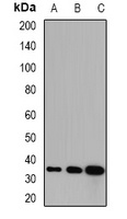 GPD1 Antibody