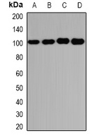 GLUR3 Rabbit Polyclonal Antibody