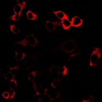 Anti-GLUR3 Antibody