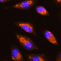 GRID1 antibody
