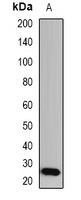 GSTA1 Antibody