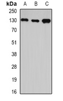 GTF2I Antibody