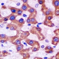 Anti-HAPLN1 Antibody