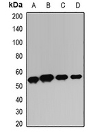 TIM3 Antibody