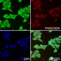 TIM3 Antibody