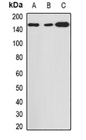 Histone Deacetylase 9 Rabbit Polyclonal Antibody