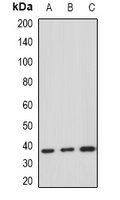 HDGF Antibody