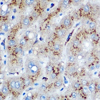 HMOX1 antibody