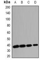 OMI Antibody