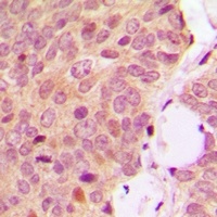 OMI Antibody