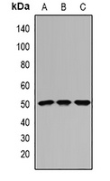 IFI44 Antibody