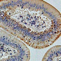 IFI44 Antibody