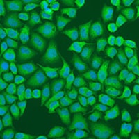 IFI44 Antibody
