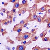 Anti-IFIT3 Antibody