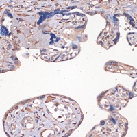 IGF2 antibody