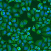 IGF2BP1 antibody