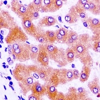 IGFBP4 antibody