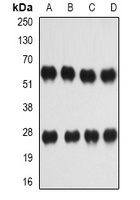 IL-27 Rabbit Polyclonal Antibody