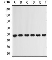 ING1 Rabbit Polyclonal Antibody