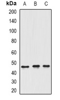 ING3 Rabbit Polyclonal Antibody