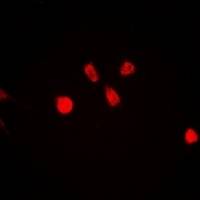 ING5 antibody