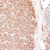 Anti-Kv9.3 Antibody