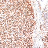 KCNS3 antibody