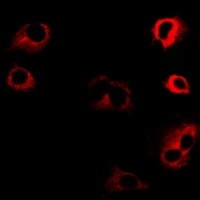 Anti-Kinesin 2 Antibody