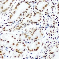 KLF4 antibody